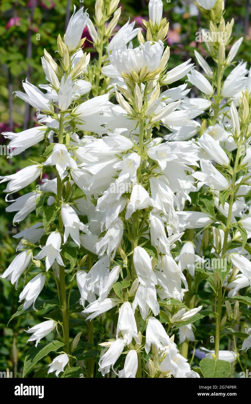 Tall white flowers hires stock photography and images Alamy