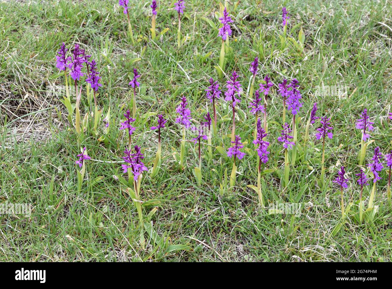 Group of Early Purple Orchids or Early Spring Orchids Orchis mascula Growing on Alpine Hillside French Alps Stock Photo