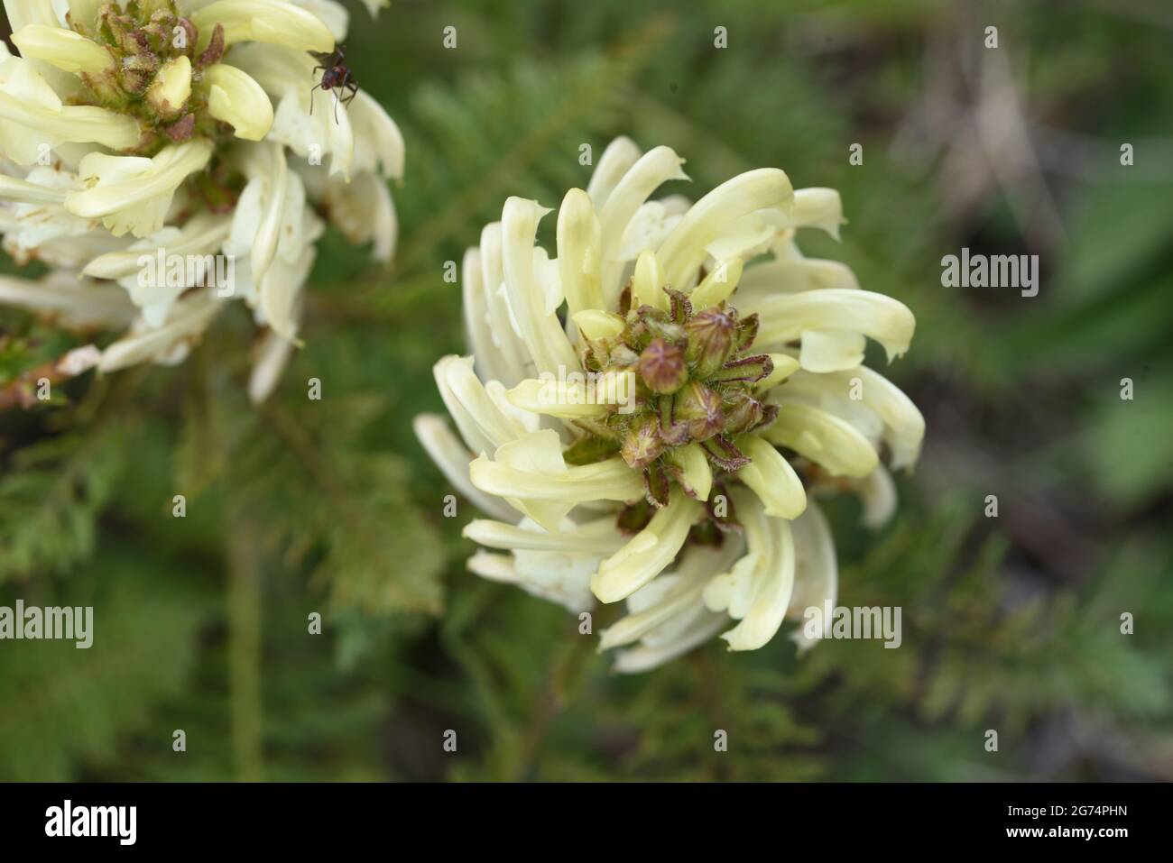 Swirls of Yellow Petals of Flowering Pedicularis comosa Stock Photo