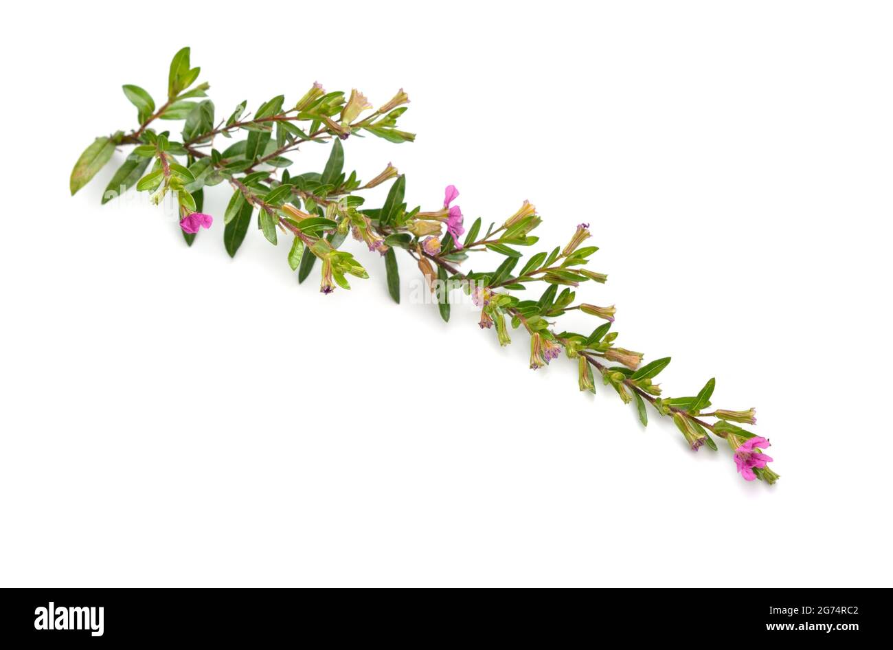 Cuphea hyssopifolia, the false heather, Mexican heather, Hawaiian heather or elfin herb. Isolated. Stock Photo