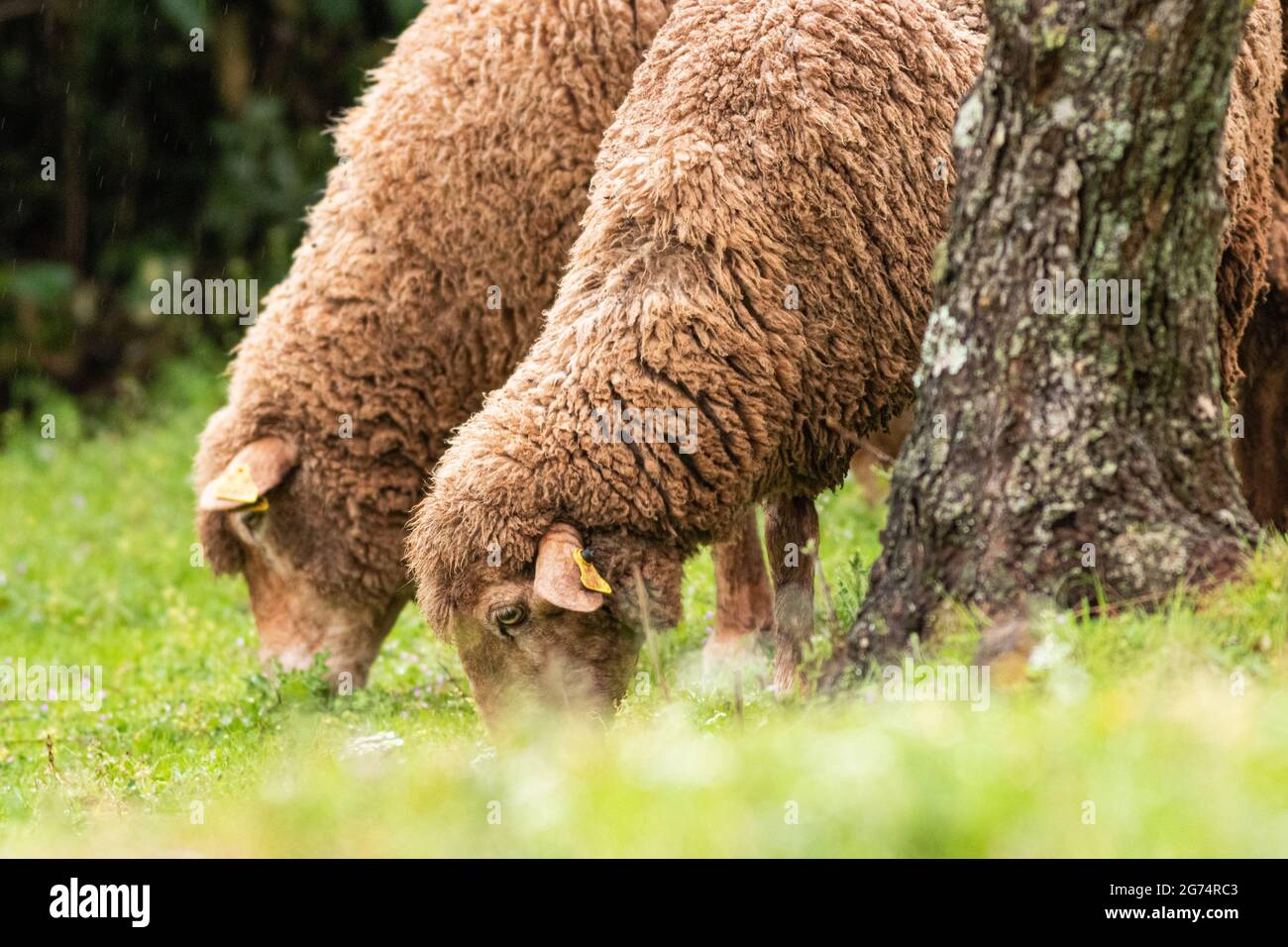 A closeup shot of sheep grazing in a pasture Stock Photo - Alamy