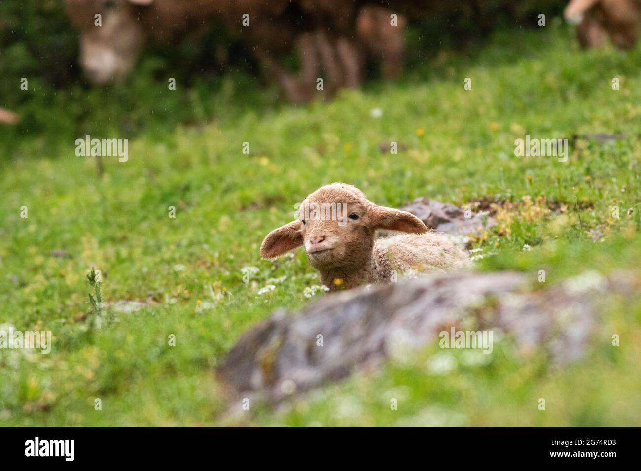Closeup shot of a cute lamb lying on a grass Stock Photo - Alamy