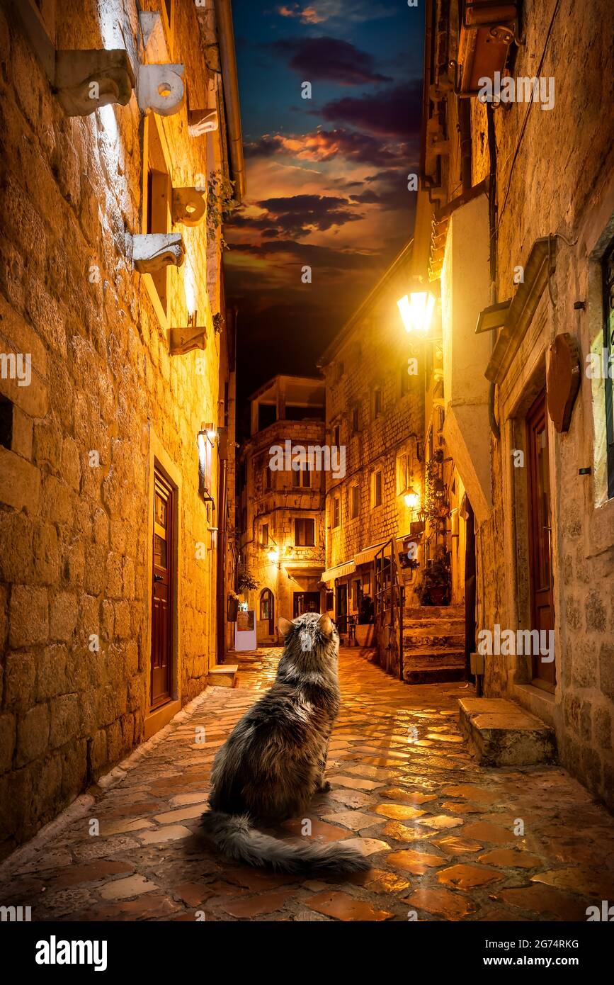 Cat on the night street of Old Town in Kotor Stock Photo