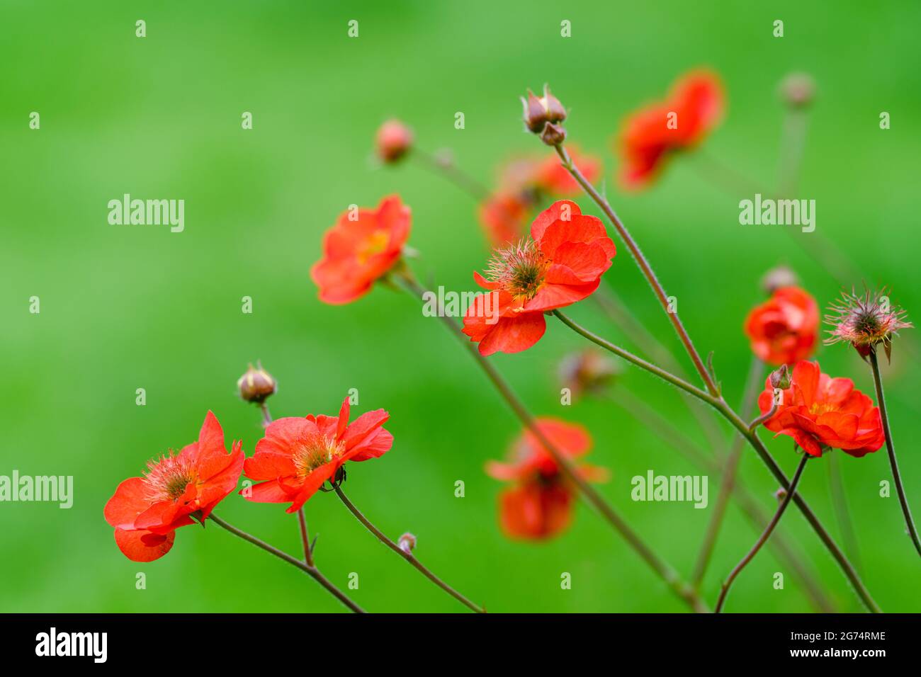 A small clump of red Geum flowers photographed against an out of focus green foliage background Stock Photo