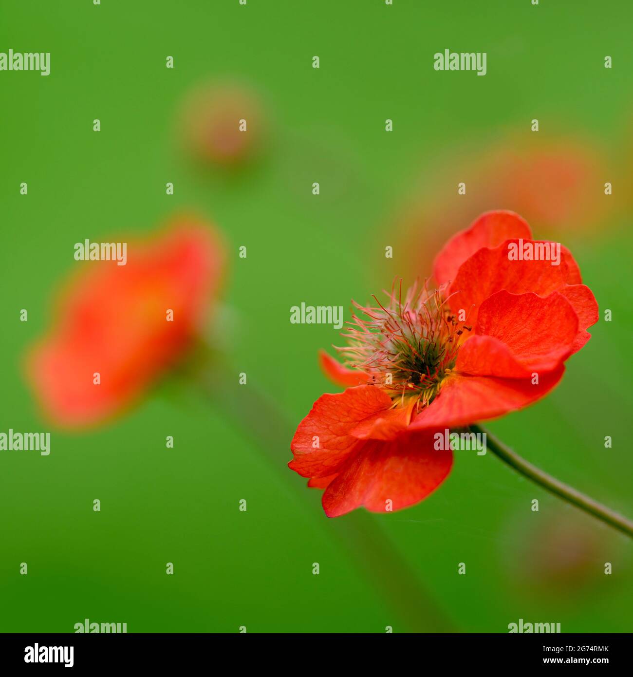 A small clump of red Geum flowers photographed against an out of focus green foliage background Stock Photo