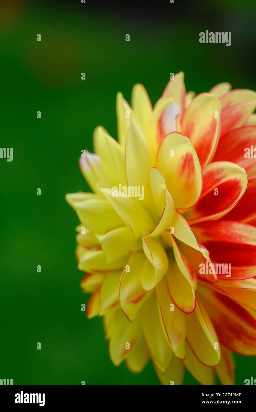 Side view of a beautiful yellow and red Pom Pom Dahlia against a plain green background Stock Photo