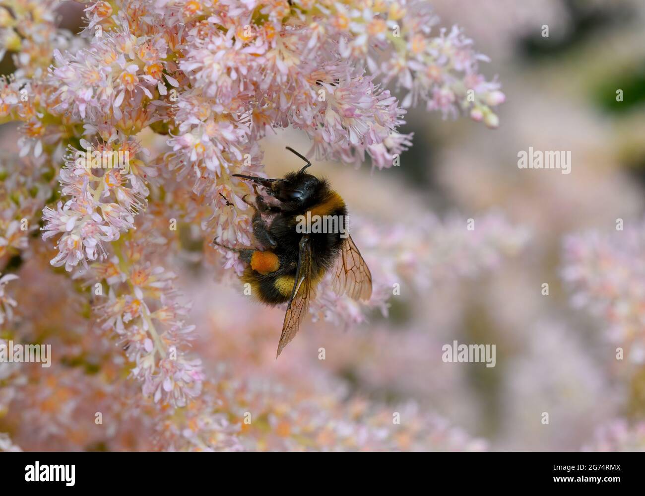 A White-Tailed Bumble Bee pollinating a pink Astilbe flower Stock Photo
