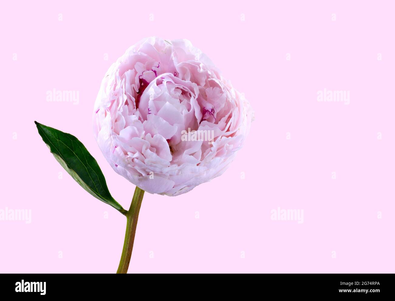 A beautiful solitary pale pink Peony (family Paeoniaceae) photographed a plain pink background Stock Photo