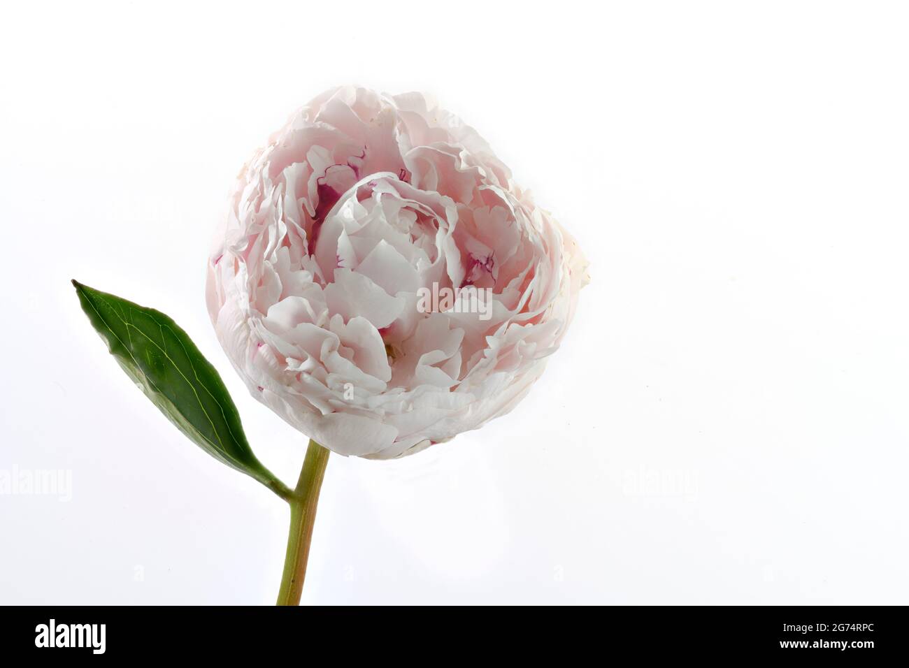 A beautiful solitary pale pink Peony (family Paeoniaceae) photographed a plain white background Stock Photo