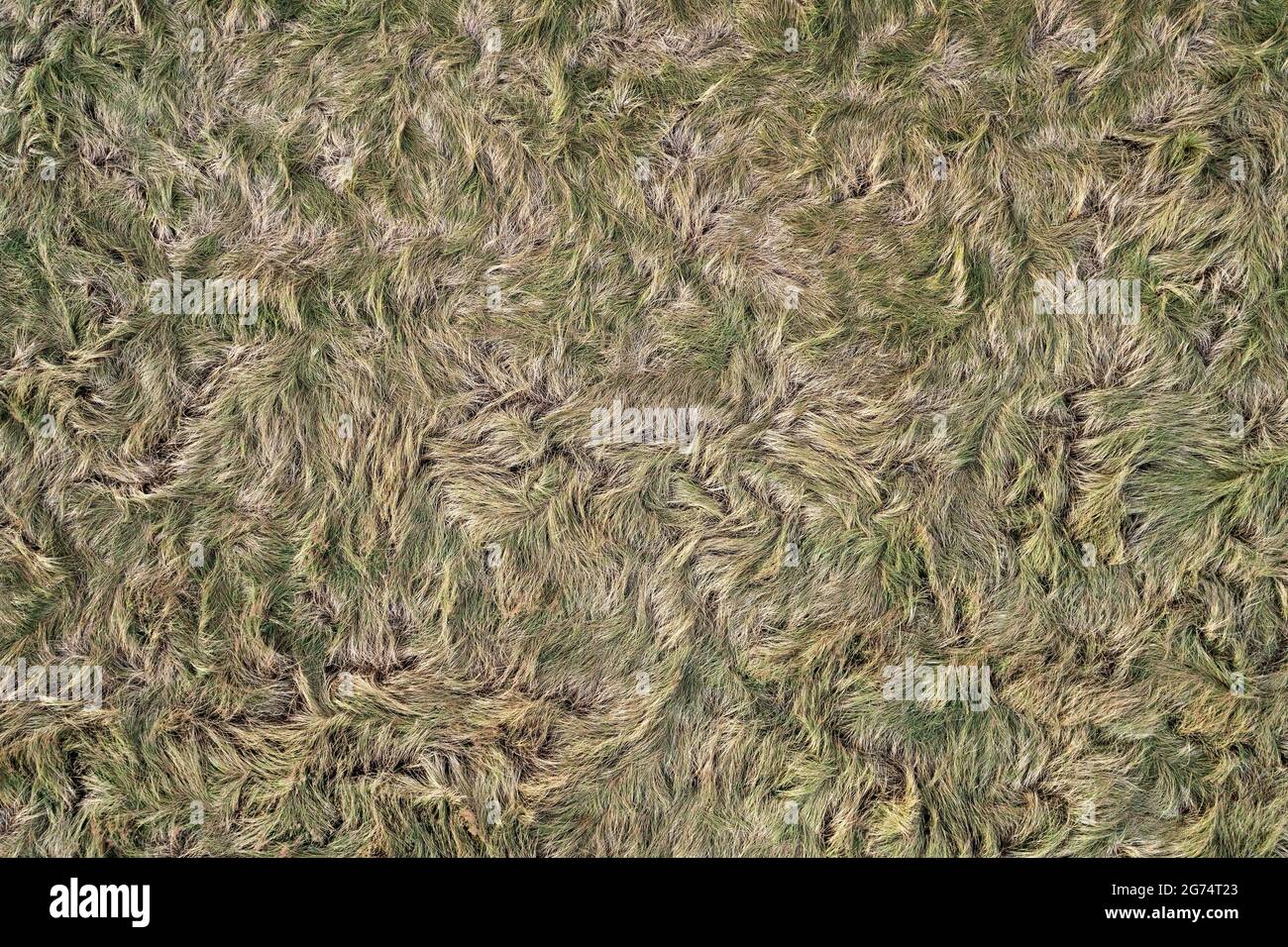 Grass/ fur texture, aerial view of empty grass field with copy space Stock Photo