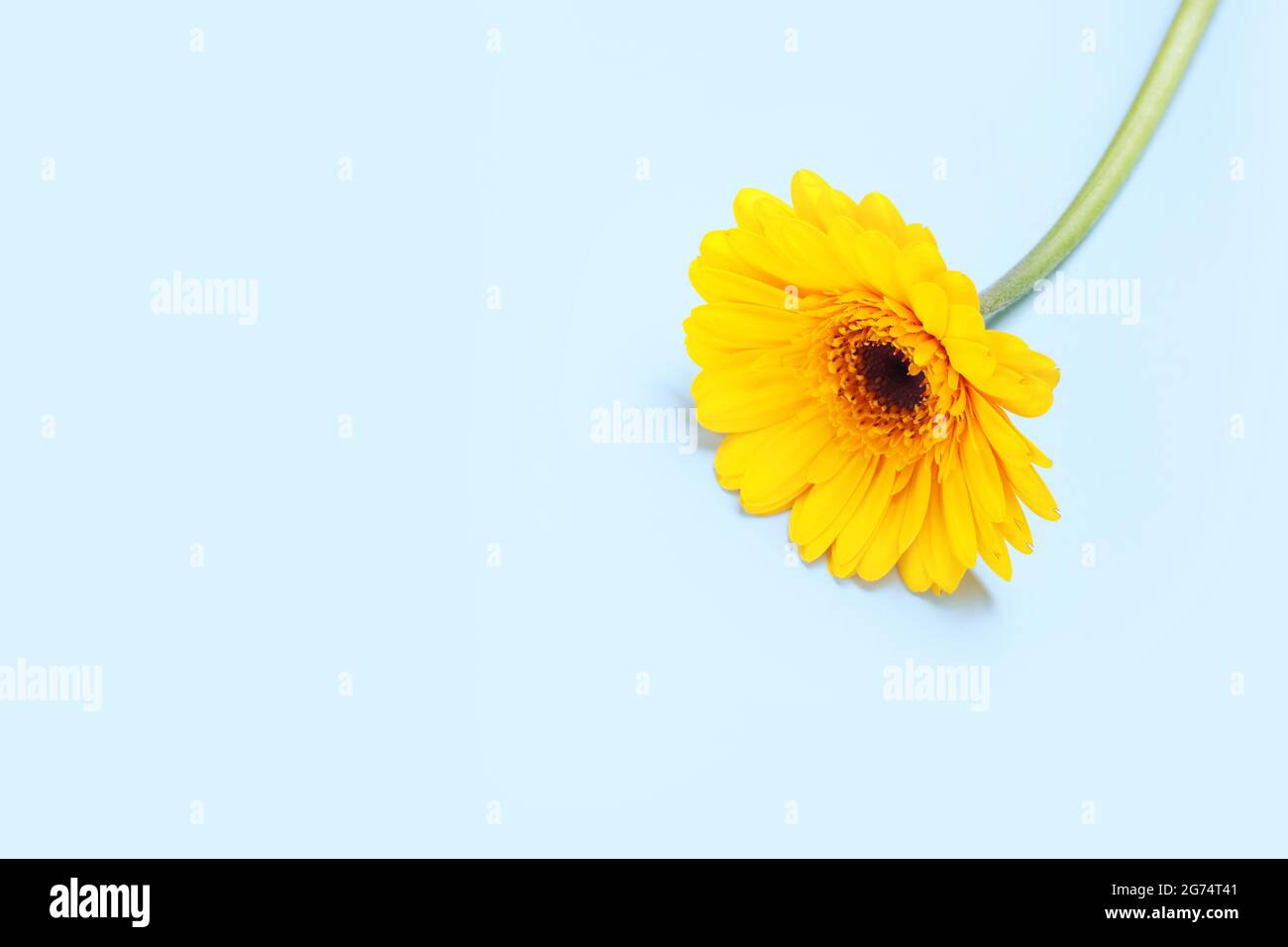 One yellow gerbera on a blue background Stock Photo