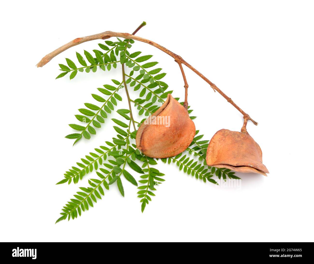 Jacaranda mimosifolia. It is also known as the jacaranda, blue