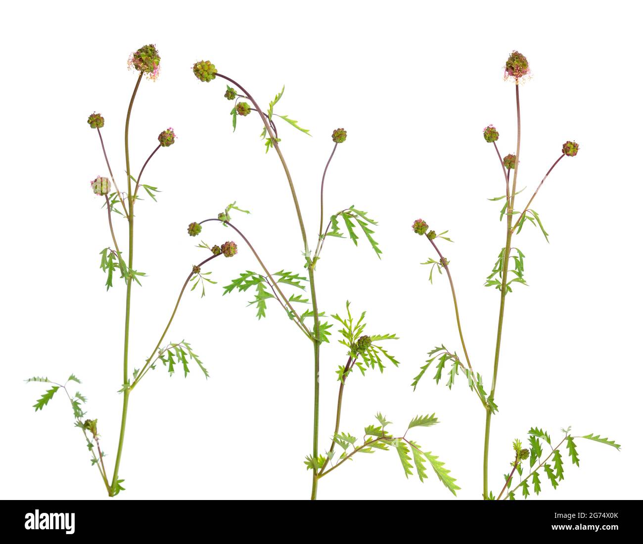 Sanguisorba officinalis, commonly known as great burnet. Isolated on white background. Stock Photo