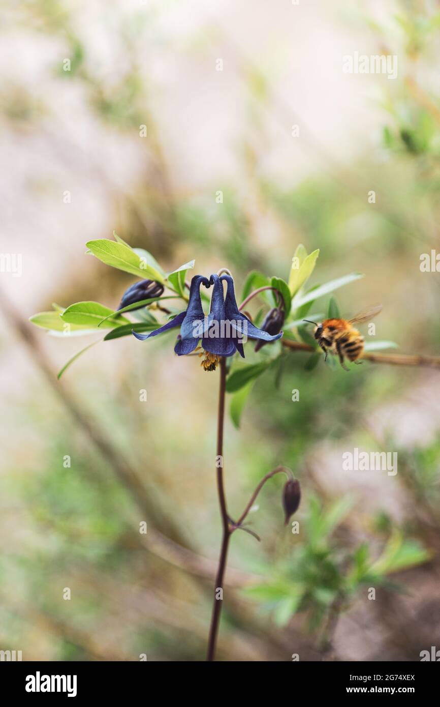 A selective focus shot of beautiful Aquilegia Glandulosa flower with a flying bumblebee Stock Photo