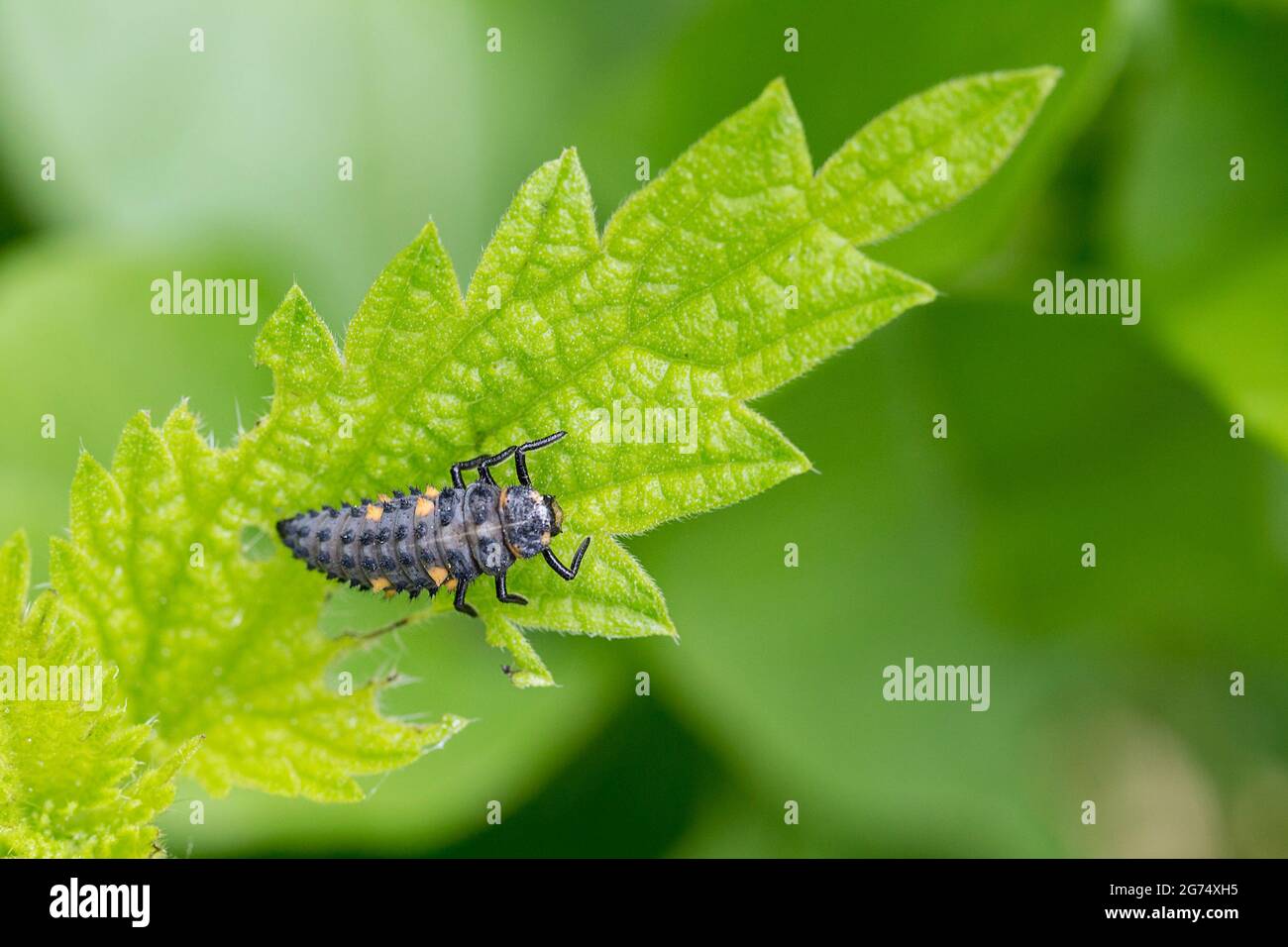 Ladybug ladybird larvae six front legs dark grey body tapering to the