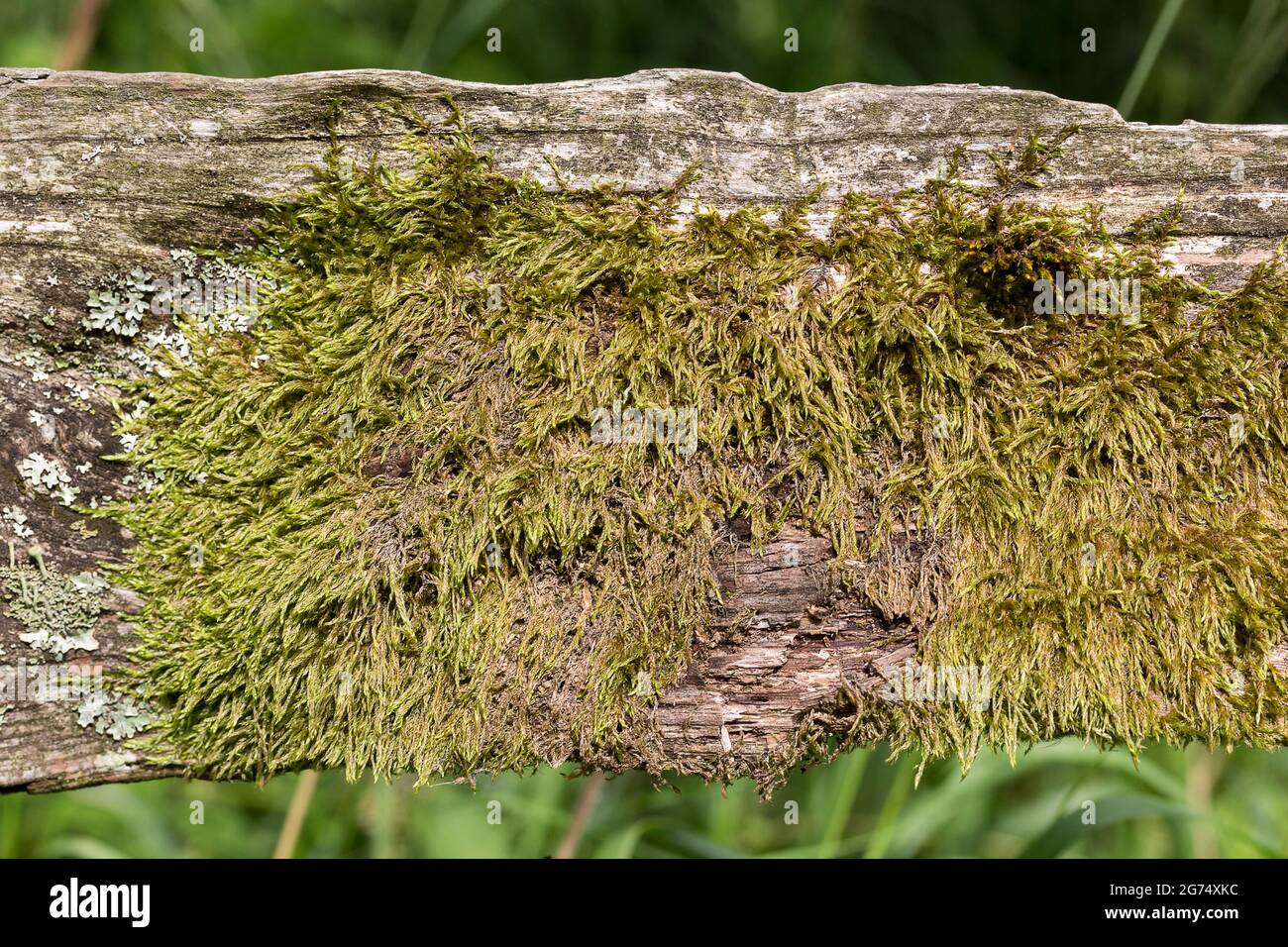 Hypnum cupressiforme moss growing on an old timber fencing rail horizontal composition green pointed oval matted overlapping flattened leaves Stock Photo