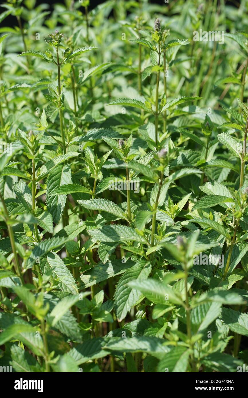 Watermint Peppermint, Mentha × piperita, also known as Mentha balsamea Wild is a ...