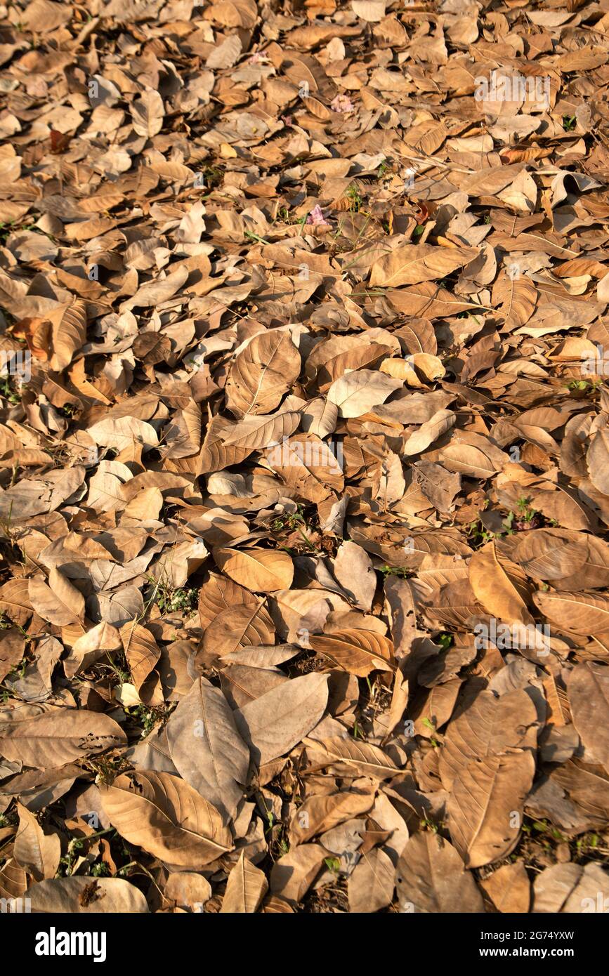 Autumn forest background yellow leaves on the ground autumn path in the ...