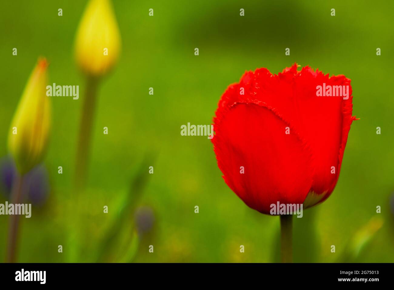 Beautiful Red Tulip on green natural background Stock Photo