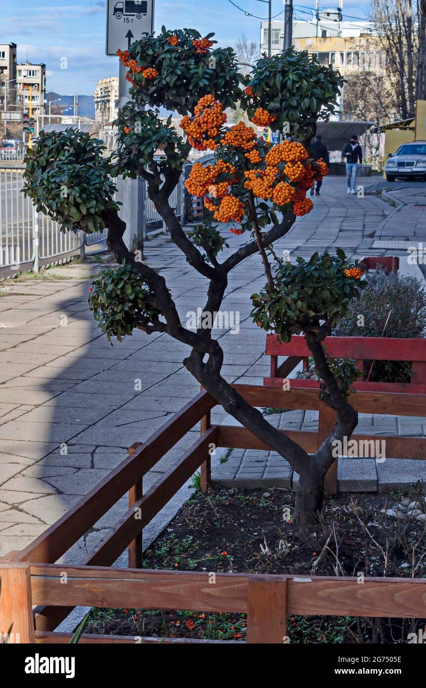Ornamental plant bush Cotoneaster with orange berries, very attractive in autumn, Sofia, Bulgaria Stock Photo