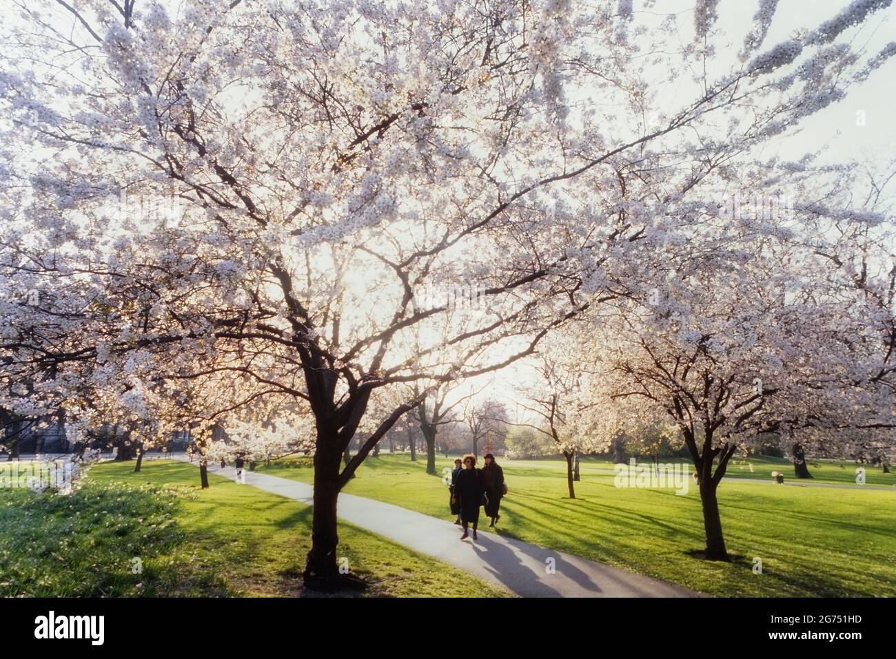 Ornamental cherry trees with Cherry blossom in St James’s Park, London, England, UK Stock Photo