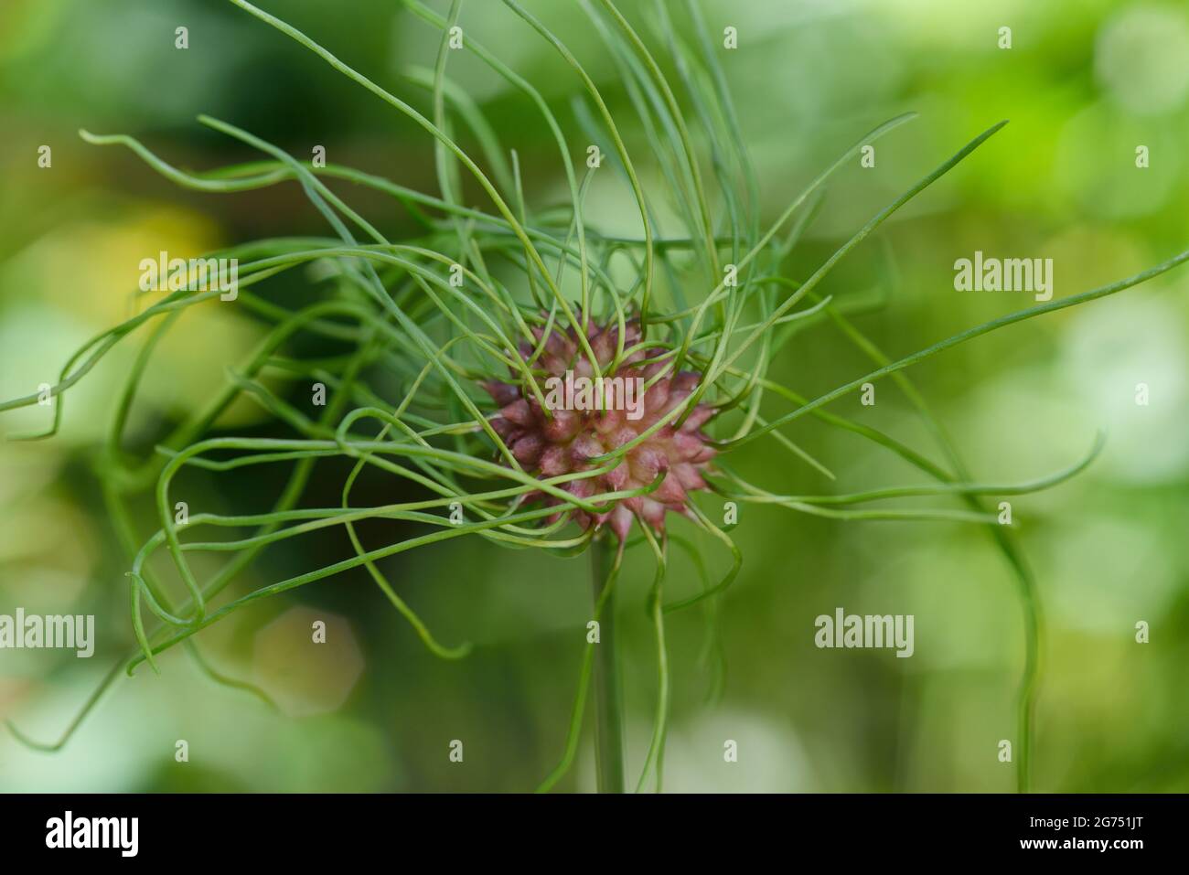 Allium vineale. Wild garlic bulblet. Bulbil, bulbel, England, UK Stock Photo