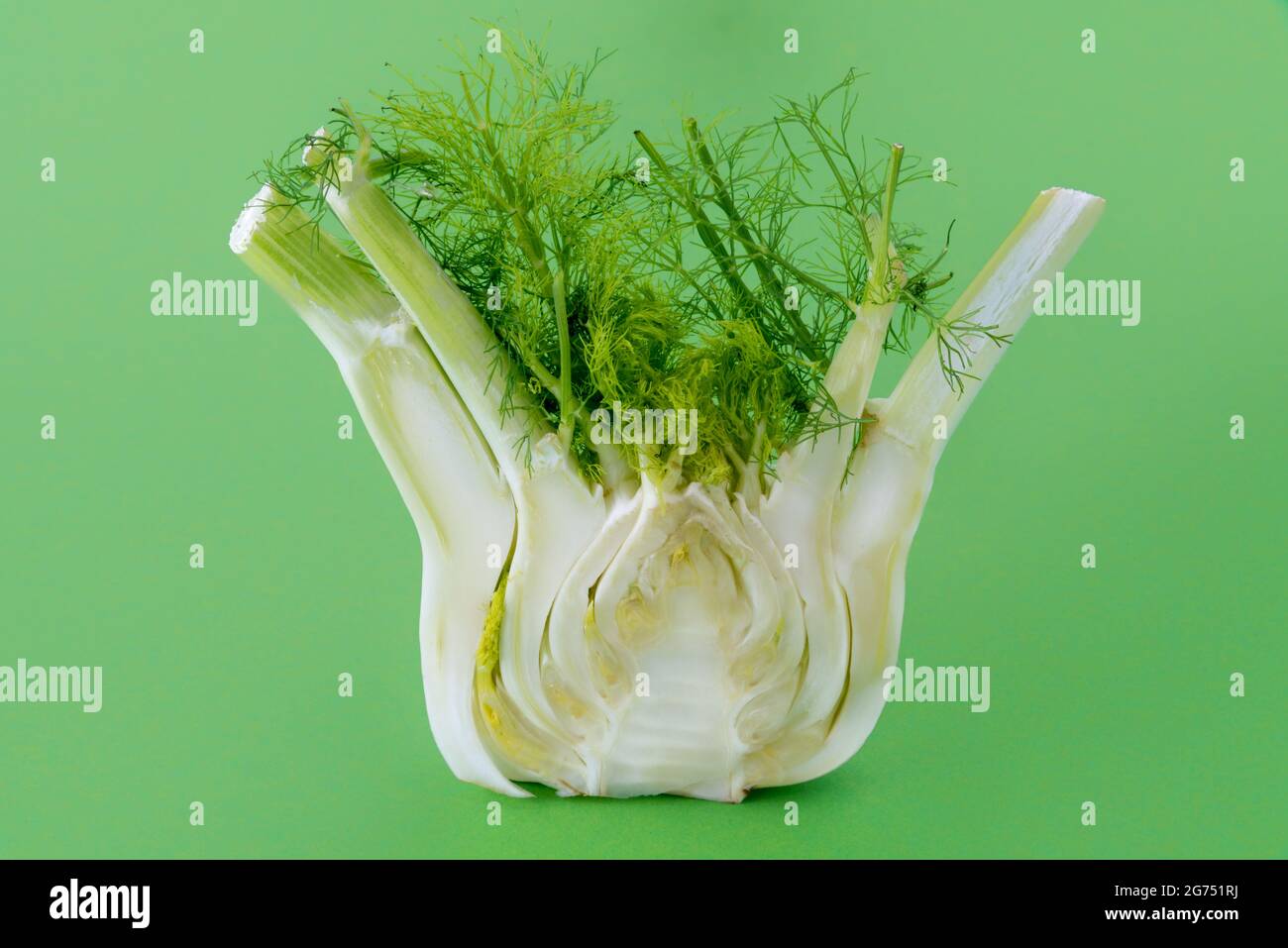 Half cut fresh fennel bulb in cross section isolated on green background, copy space Stock Photo