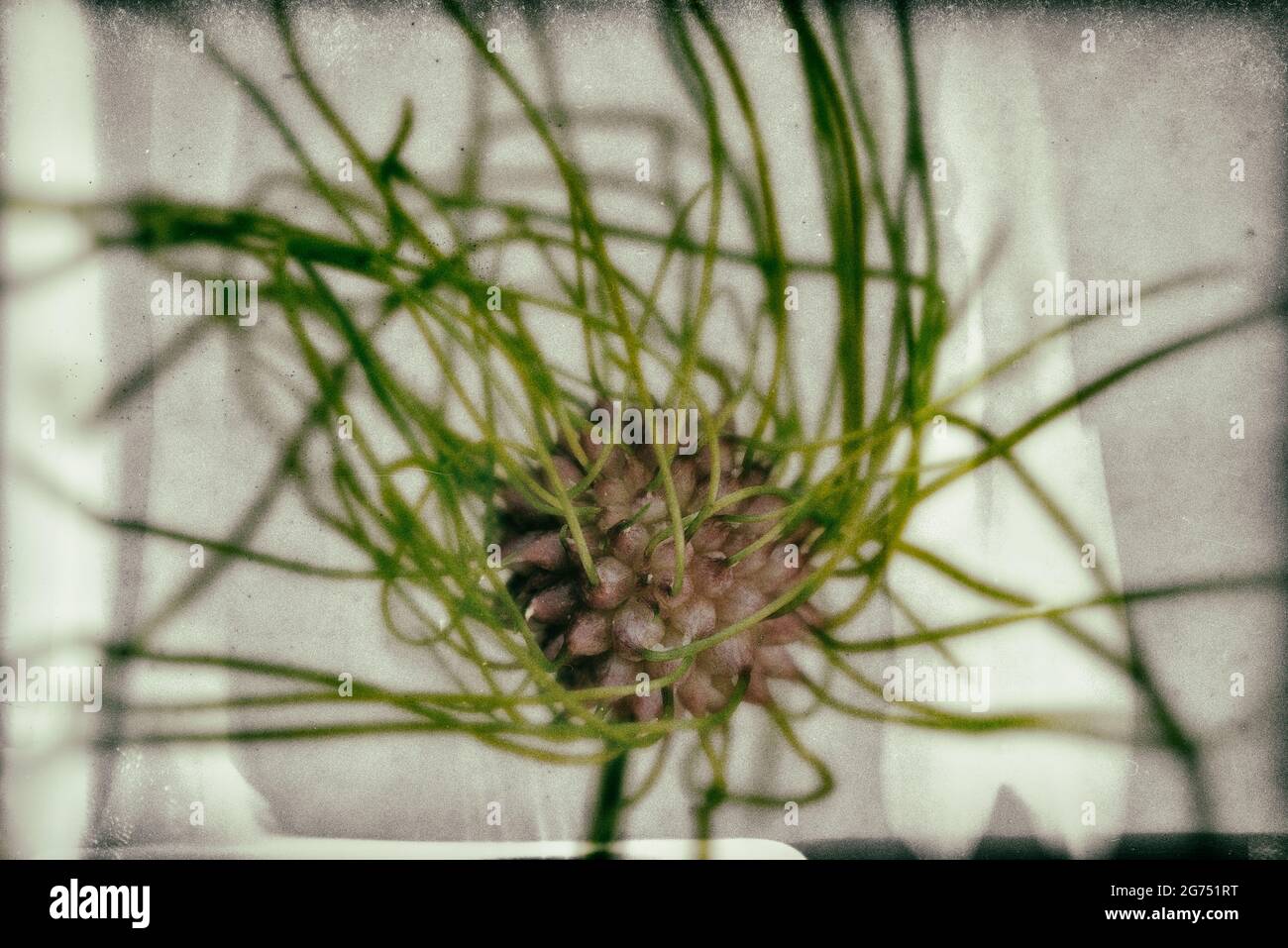 Abstract photograph of Wild garlic bulblet. Bulbil, bulbel, England, UK Stock Photo
