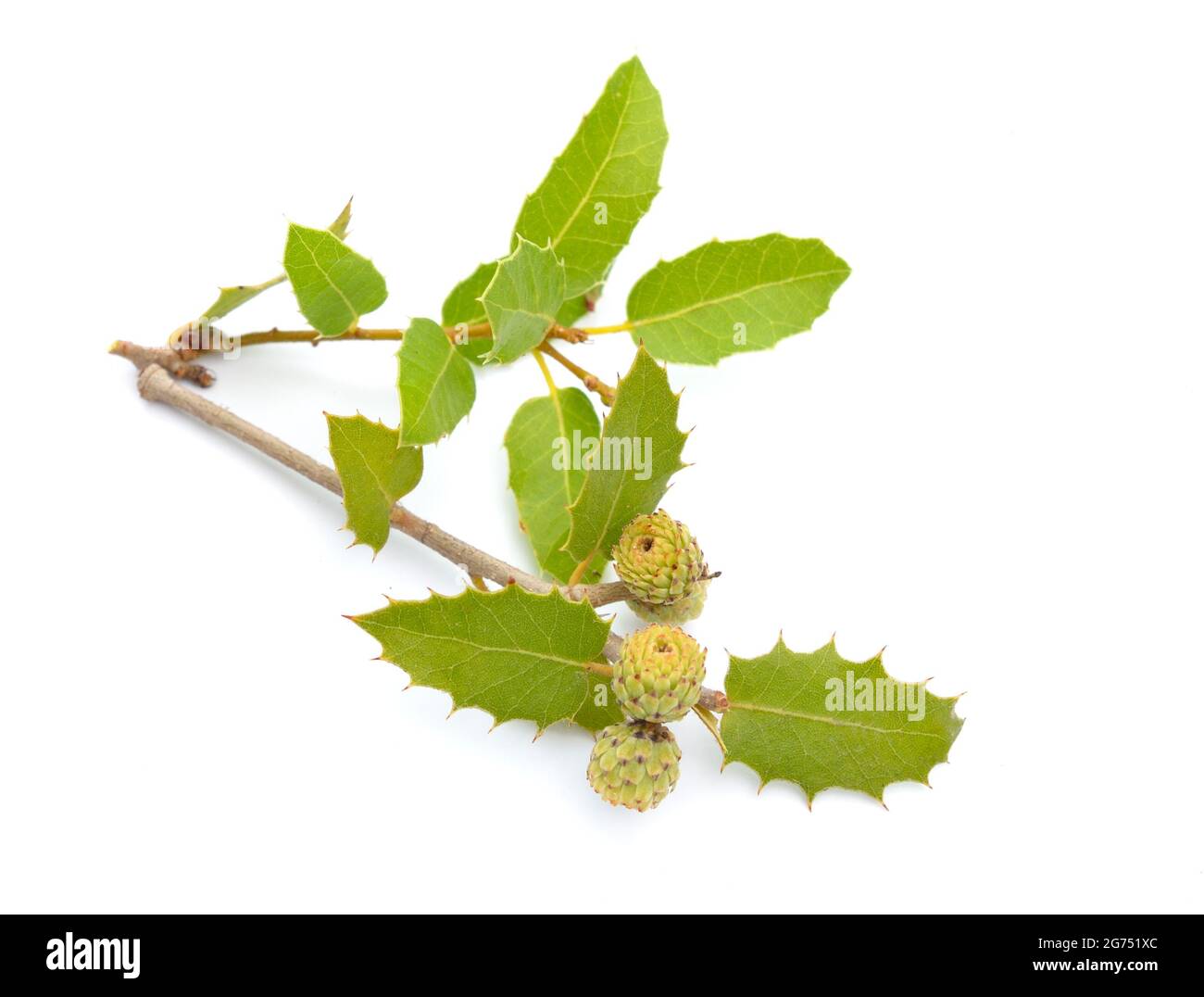Quercus coccifera or kermes oak. Isolated on white background. Stock Photo