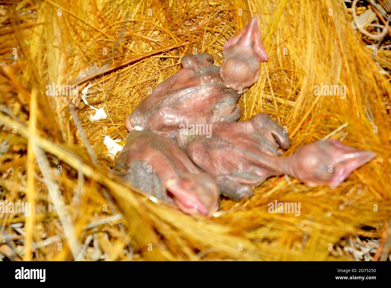 Three new born birds in the nest, selective focusing Stock Photo