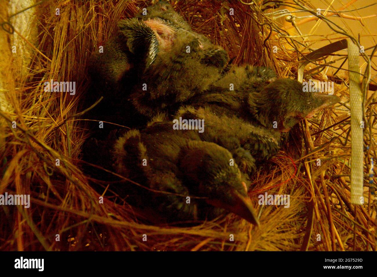 Close up of three new born Indian crows, Corvus splendens hatched in
