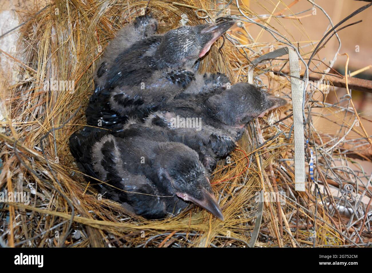 Close up of three new born Indian crows, Corvus splendens  hatched in straw nest, selective focusing Stock Photo