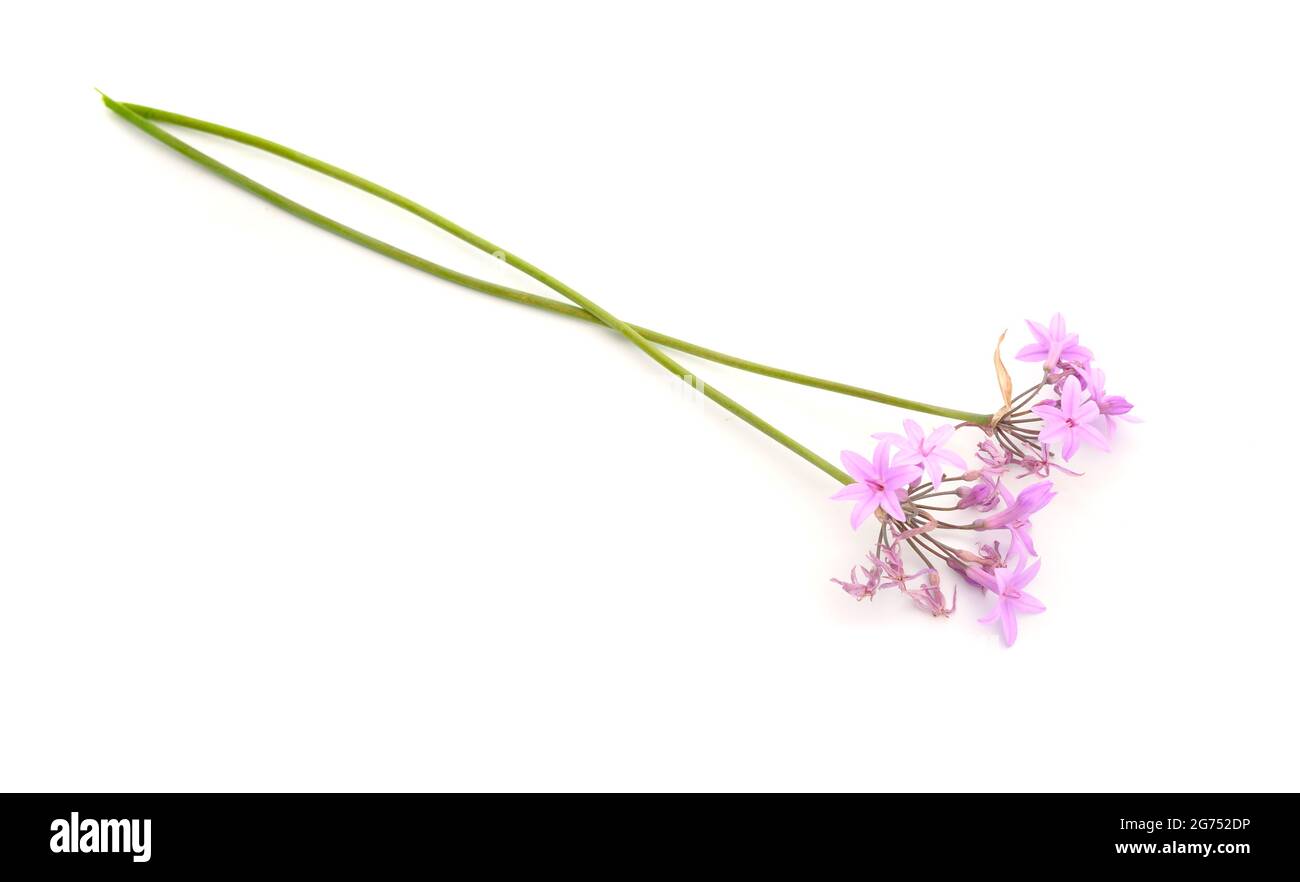 Tulbaghia violacea, known as society garlic, as pink agapanthus, wild garlic, sweet garlic, spring bulbs, or spring flowers. Isolated. Stock Photo