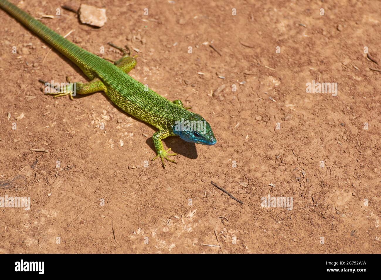 The European green lizard (Lacerta viridis) Stock Photo