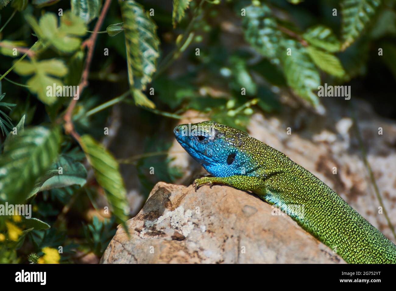 The European green lizard (Lacerta viridis) Stock Photo