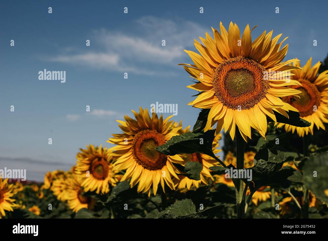 Beautiful field of blooming sunflowers with flying bee in sunrise. Yellow flowers aagainst blue sky. Agriculture and pollination concept. Selective Stock Photo