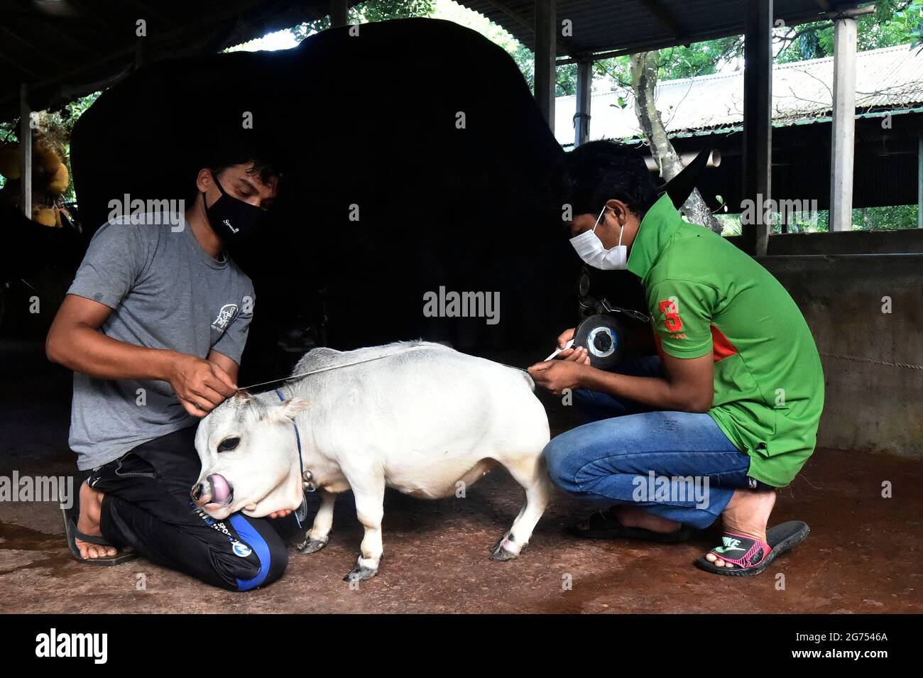 (210711) -- SAVAR, July 11, 2021 (Xinhua) -- Two men measure a dwarf cow called Rani at a farm in Savar on the outskirts of Dhaka, Bangladesh, July 8, 2021.  The 26-inch long, 26-kg weigh cow called Rani, or Queen, has been applied for the Guinness Book of Records, with its owner claiming it to be the world's smallest cow.   TO GO WITH 'Feature: 'World's smallest' dwarf cow draws crowds in Bangladesh' (Xinhua) Stock Photo