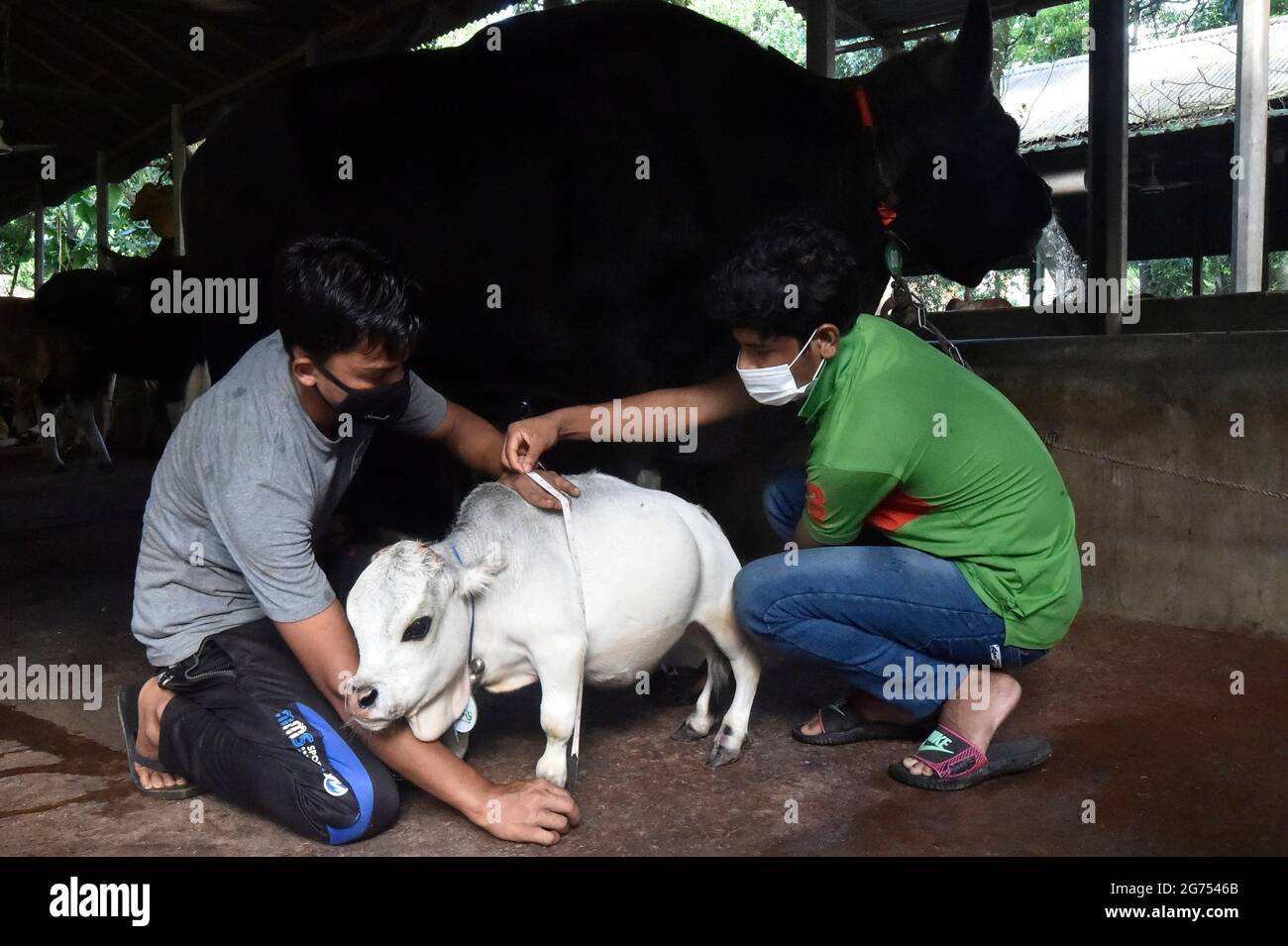 (210711) -- SAVAR, July 11, 2021 (Xinhua) -- Two men measure a dwarf cow called Rani at a farm in Savar on the outskirts of Dhaka, Bangladesh, July 8, 2021.  The 26-inch long, 26-kg weigh cow called Rani, or Queen, has been applied for the Guinness Book of Records, with its owner claiming it to be the world's smallest cow.   TO GO WITH 'Feature: 'World's smallest' dwarf cow draws crowds in Bangladesh' (Xinhua) Stock Photo
