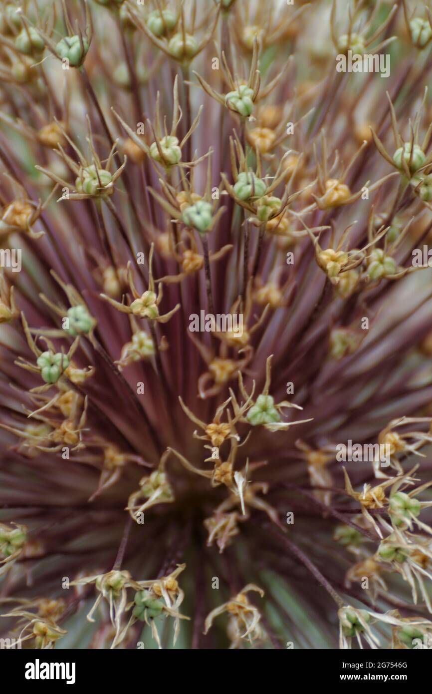 Wild onion plant hi-res stock photography and images - Alamy