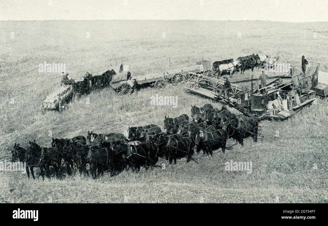 This 1899 photo showing harvesting in North Dakota. Stock Photo