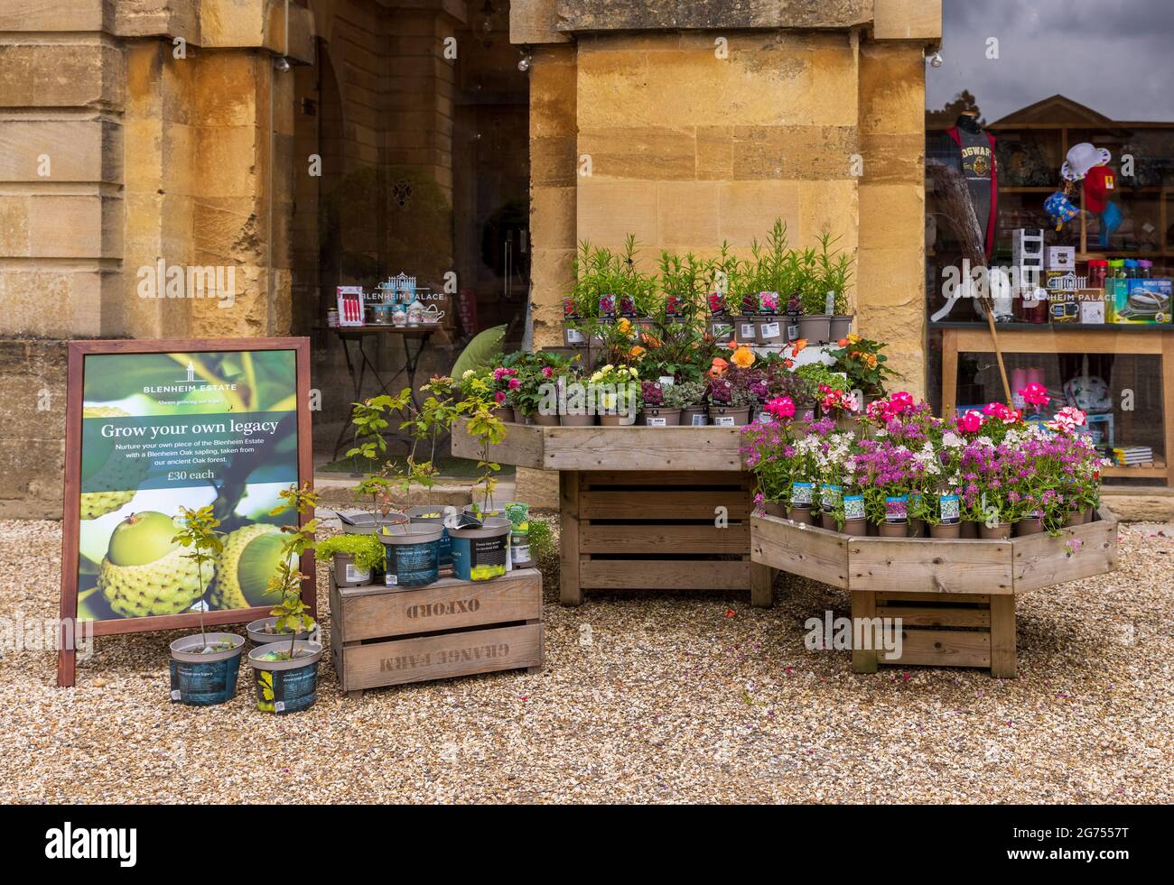 Beautiful selection of flowers for sale at Blenheim Palace Stock Photo