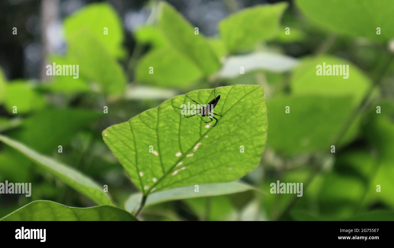 A spider hiding on the underside of a green leaf with the leaf Stock Photo