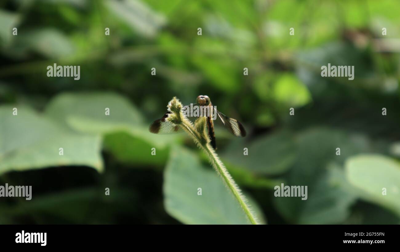 The front part, including the face of a dragonfly perched on the tip of a hairy vine Stock Photo