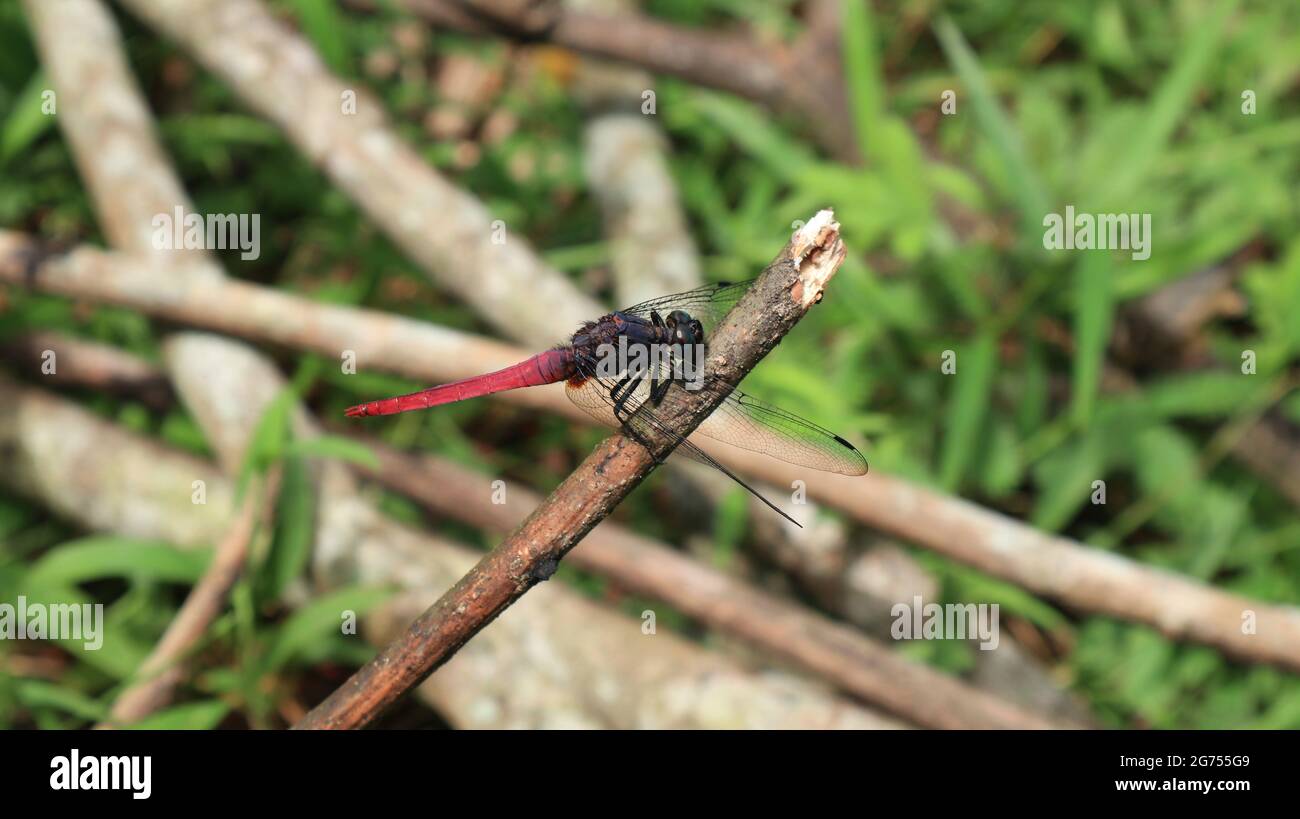 Close up of a red tailed dragonfly perch on a dry rubber stick Stock Photo