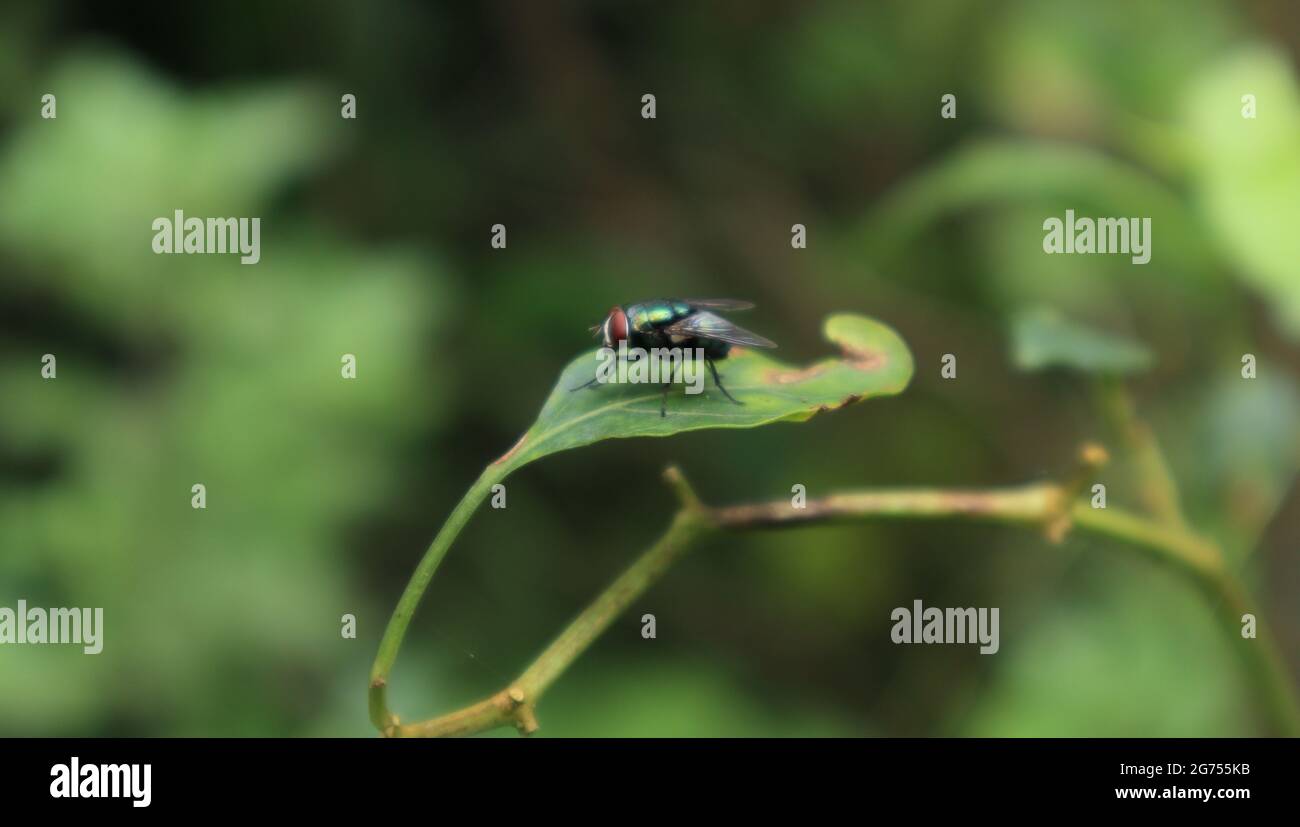 Side view of a metallic green color bottle fly on a chili leaf Stock Photo
