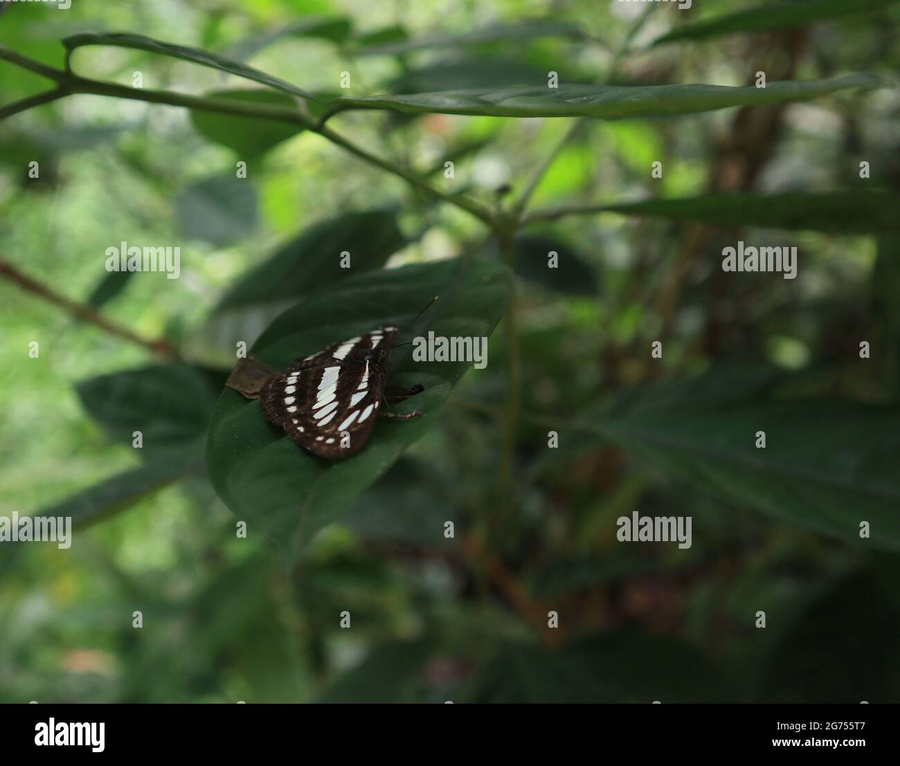 A common sailer butterfly sitting on a leaf while spreading it's wings parallel to the leaf Stock Photo