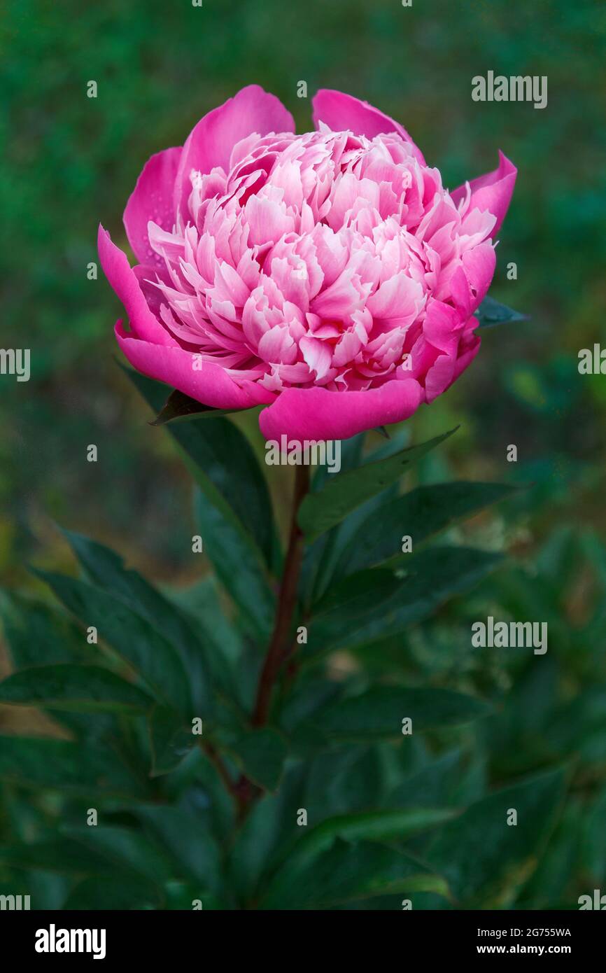 Peony in bloom in a garden, paeony, Paeonia, pink color flower, dark atmosphere, vegetal background Stock Photo