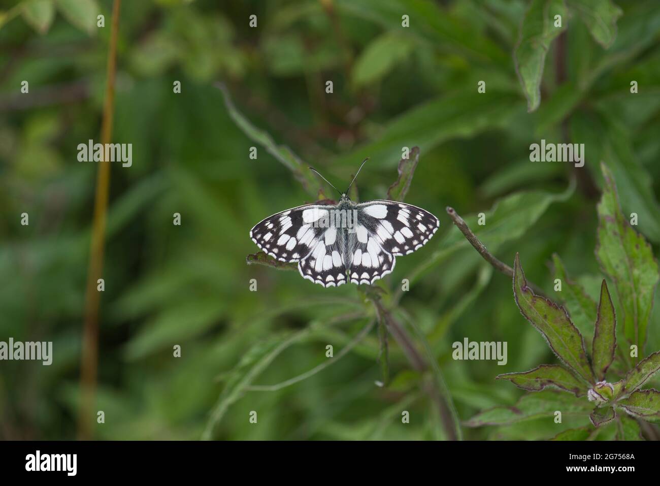 Upperside of a marbled white (Melanargia galathea), typically a butterfly of summer on the UK. Stock Photo