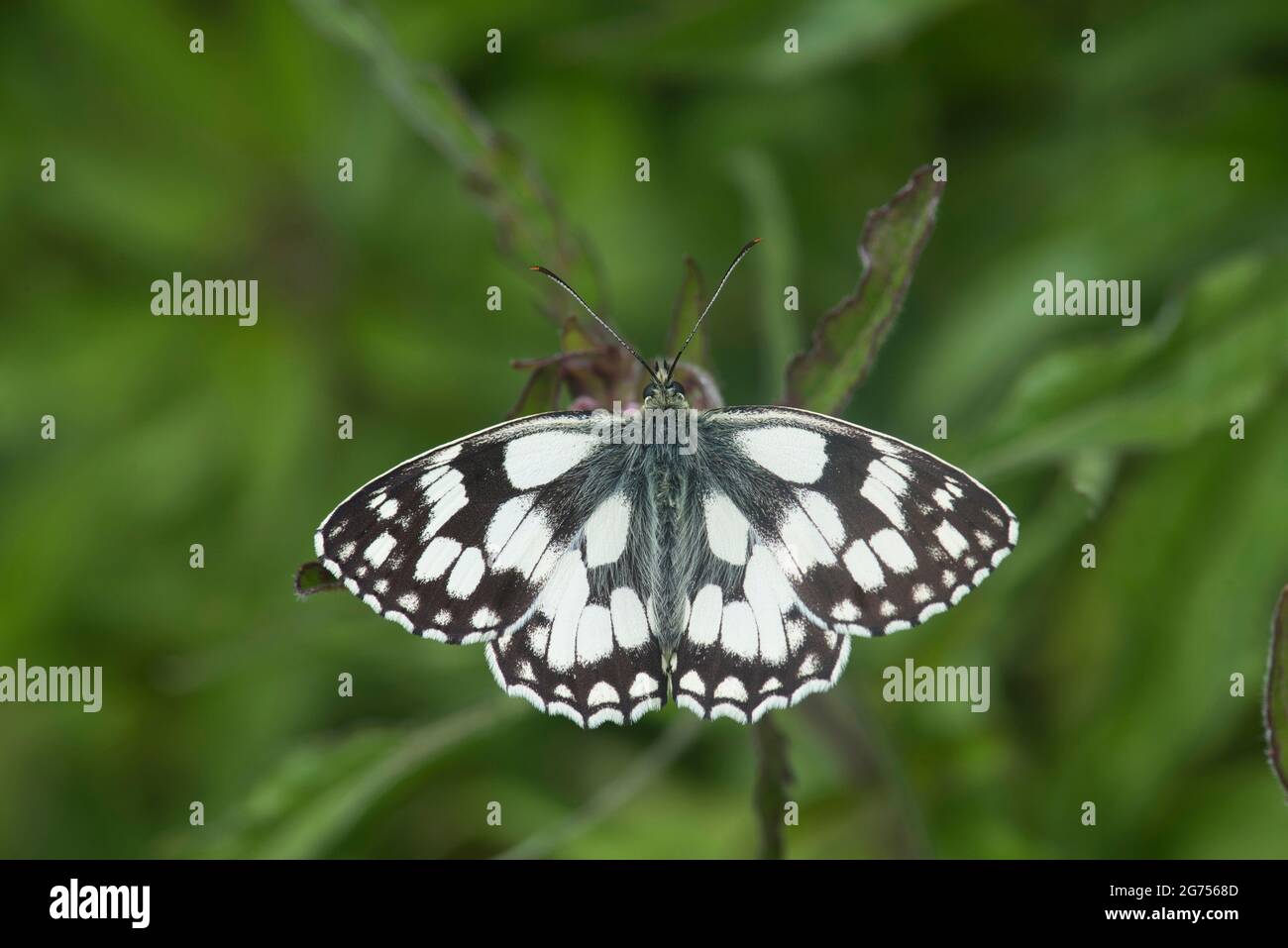 Upperside of a marbled white (Melanargia galathea), typically a butterfly of summer on the UK. Stock Photo