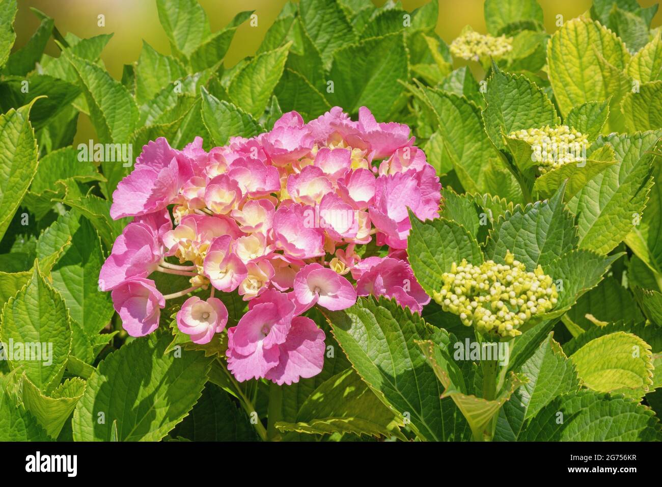 Pink flower of hydrangea ( Hydrangea macrophylla ) among green leaves ...